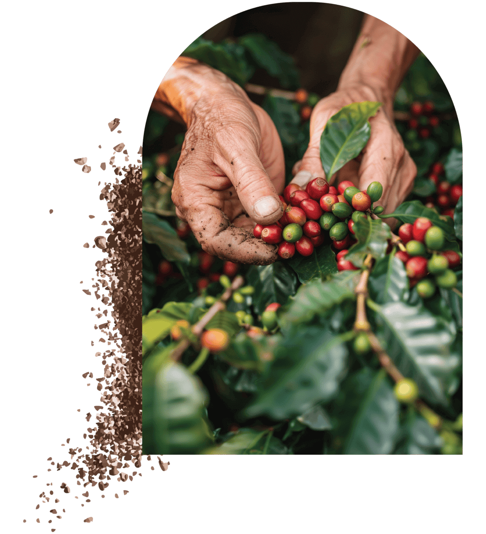 Our Coffee Workshop